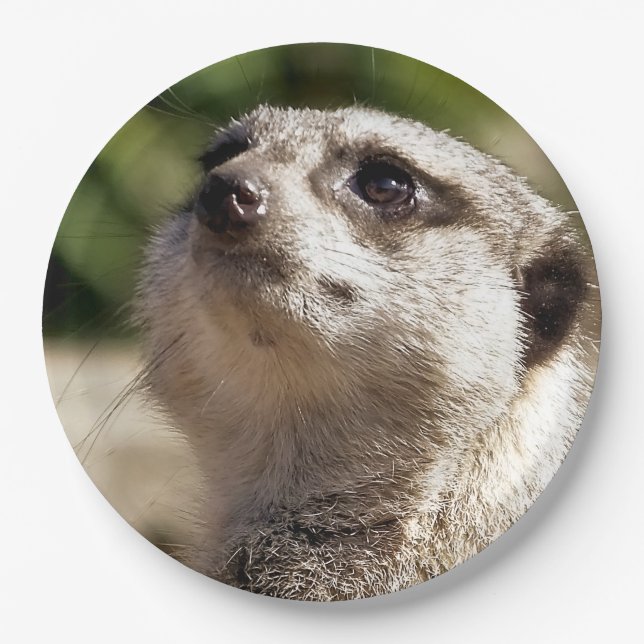 MEERKAT PAPPTELLER (Vorderseite)