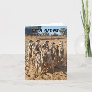 Meerkat Party Einladung