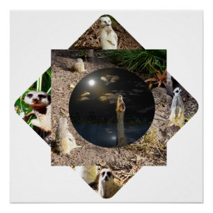 Meerkat Polyscope Poster