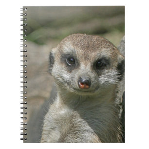 Meerkat-portrait 003 notizblock