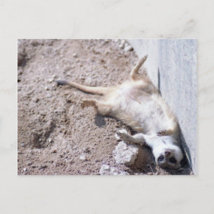 Meerkat Postcard (004) Postkarte