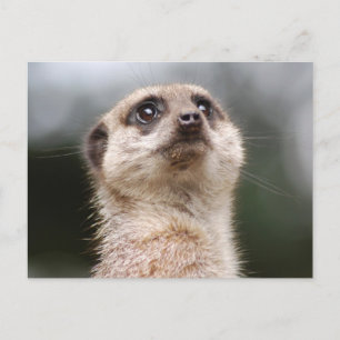 Meerkat Postcard Postkarte
