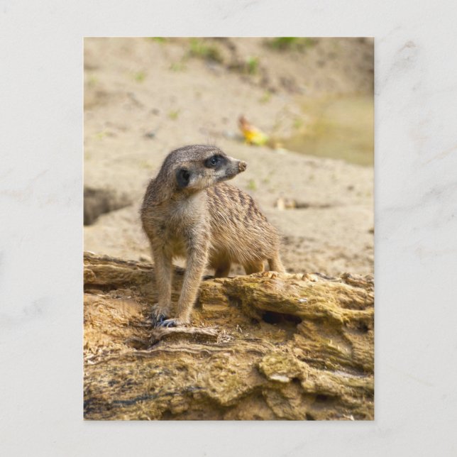 Meerkat Postcard Postkarte (Vorderseite)