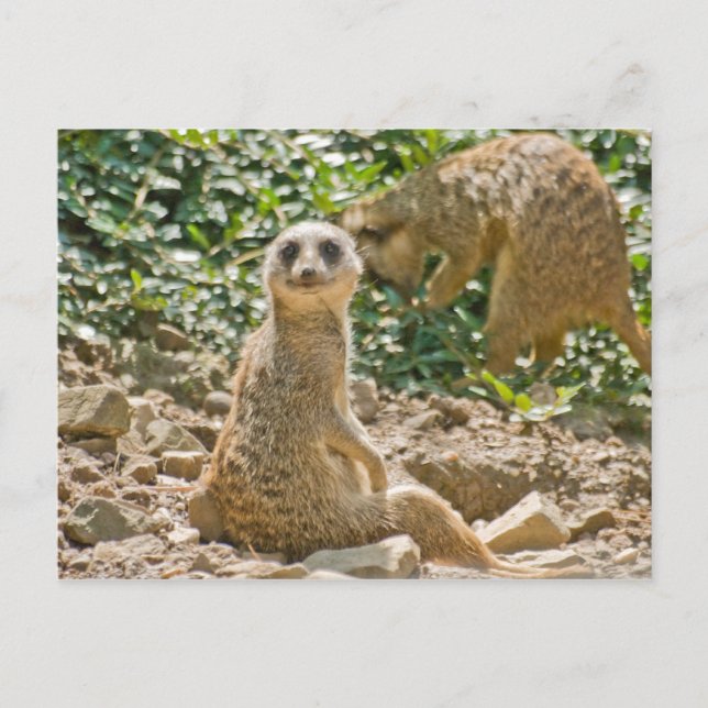 Meerkat Postcard Postkarte (Vorderseite)