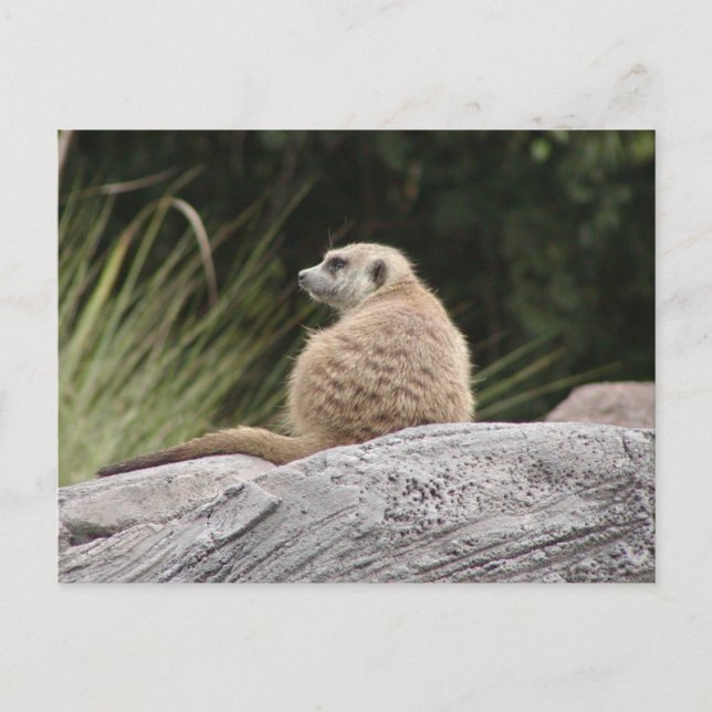 Meerkat Postcard Postkarte (Vorderseite)