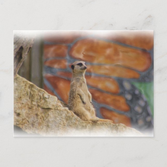 Meerkat Postcard Postkarte (Vorderseite)
