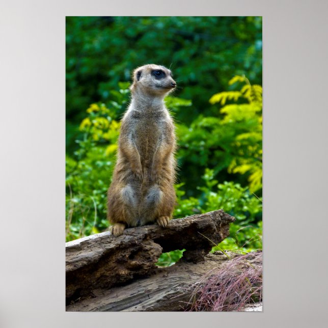 Meerkat Poster (Vorne)