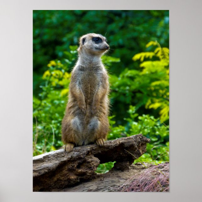Meerkat Poster (Vorne)