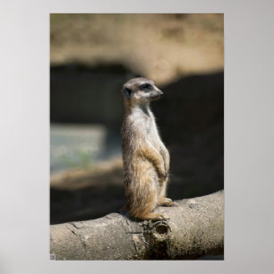 Meerkat Poster