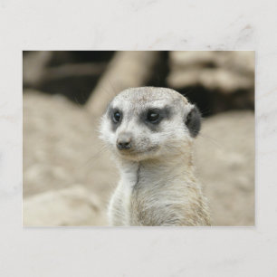 Meerkat Postkarte
