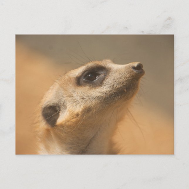 Meerkat Postkarte (Vorderseite)