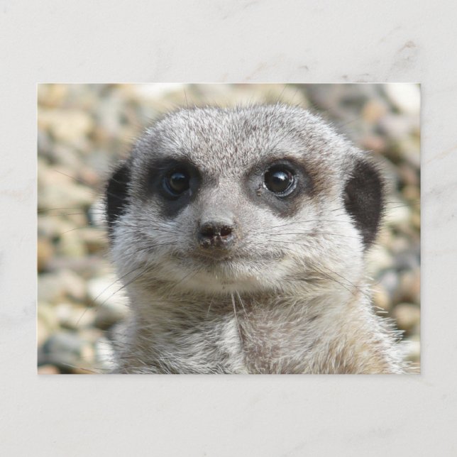Meerkat Postkarte (Vorderseite)