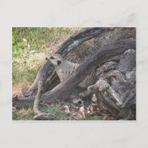 Meerkat Postkarte