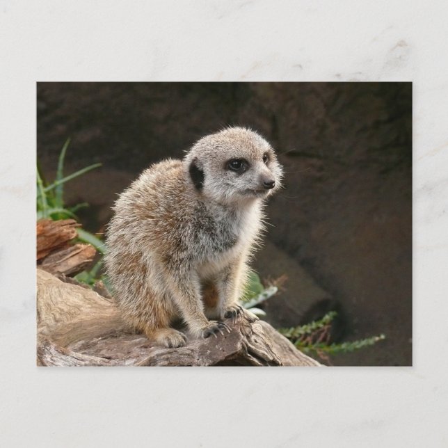 Meerkat Postkarte (Vorderseite)