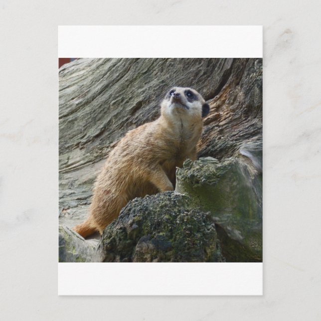 Meerkat Postkarte (Vorderseite)