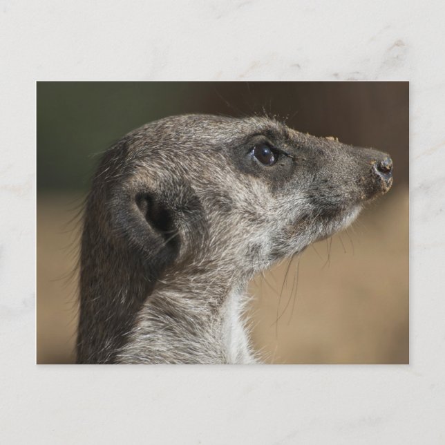Meerkat Postkarte (Vorderseite)