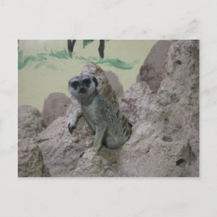 Meerkat Postkarte