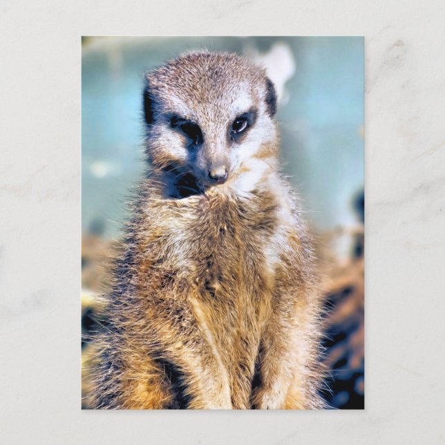 MEERKAT POSTKARTE (Vorderseite)