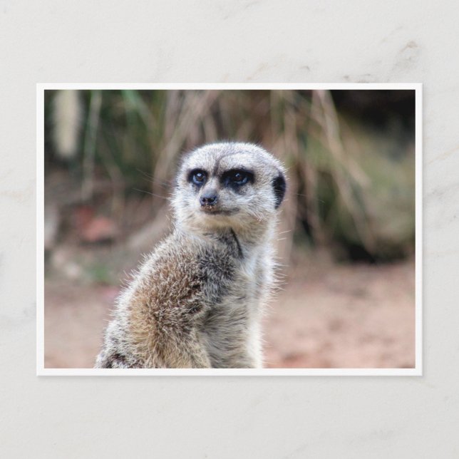 meerkat postkarte (Vorderseite)