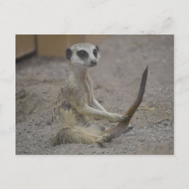 Meerkat Postkarte (Vorderseite)
