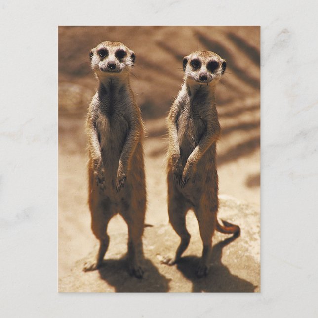 Meerkat-Postkarten Postkarte (Vorderseite)