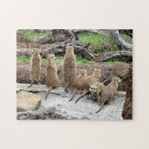 Meerkat Puzzle