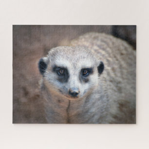 Meerkat Puzzle
