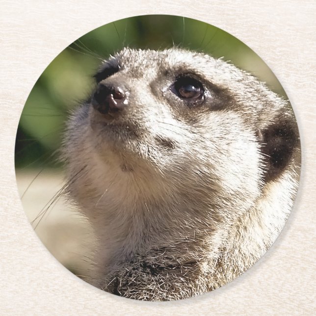MEERKAT RUNDER PAPPUNTERSETZER (Vorderseite)