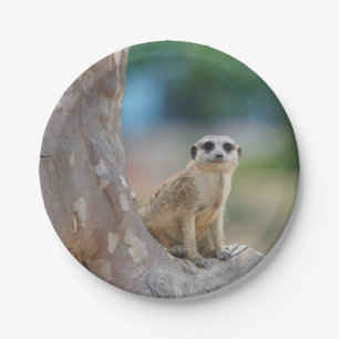 Meerkat SAT auf Baum Pappteller