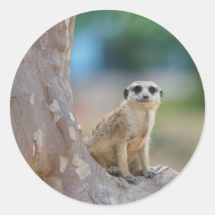 Meerkat SAT auf Baum Runder Aufkleber