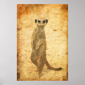 Meerkat Schutz Poster