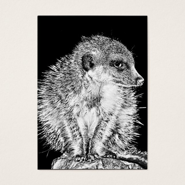 Meerkat, Schwarz und Weiß (Vorderseite)
