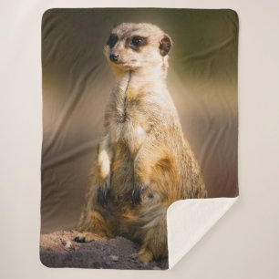 MEERKAT SHERPADECKE