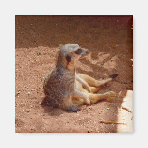 Meerkat Sitting Fotografie, Kühlschrankmagnet Magnet