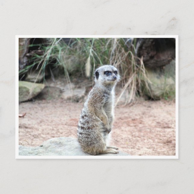 meerkat Stand Postkarte (Vorderseite)
