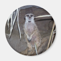 Meerkat Staring