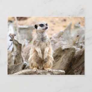 Meerkat stehend groß postkarte