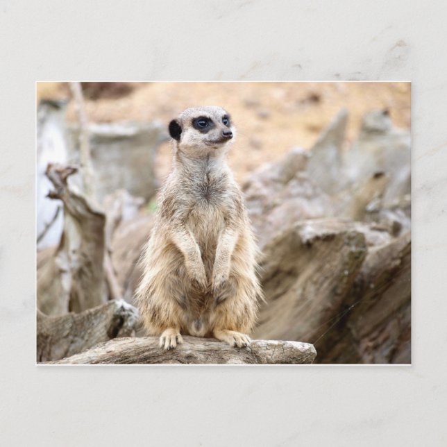 Meerkat stehend groß postkarte (Vorderseite)