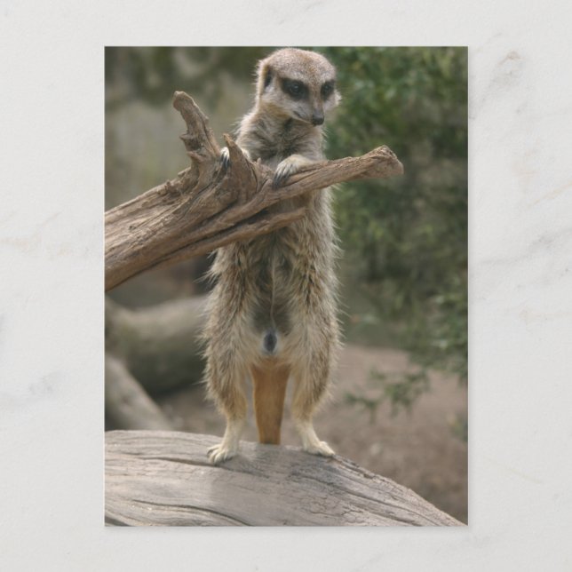 Meerkat Stehend Postkarte (Vorderseite)