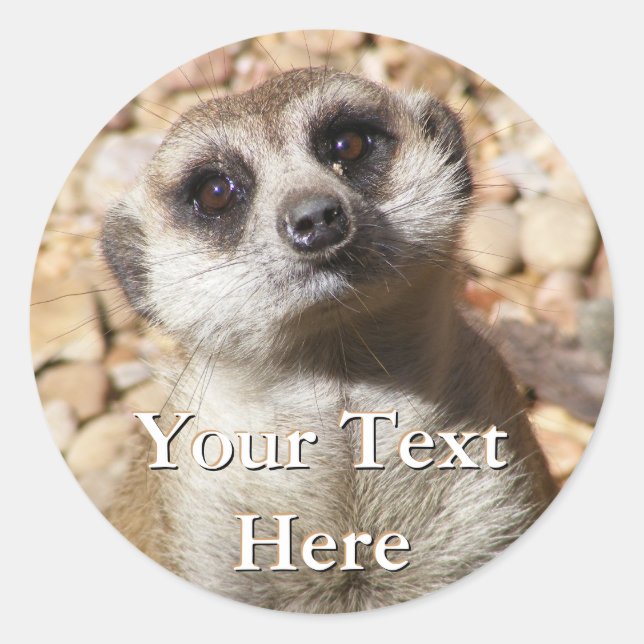 Meerkat Stickers (Vorderseite)