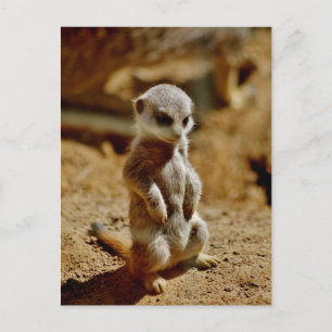 Meerkat Style Postkarte