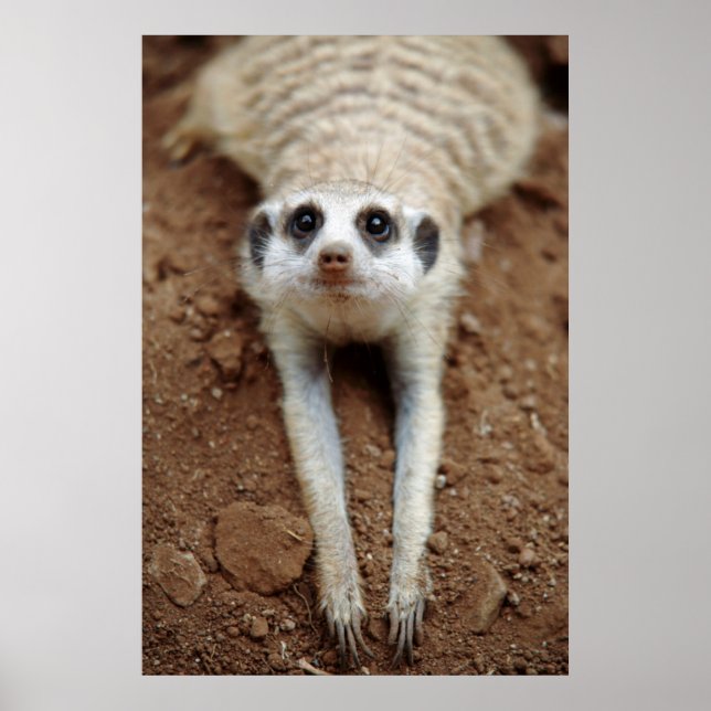 Meerkat (Suricata Suricatta) Kühlung Poster (Vorne)