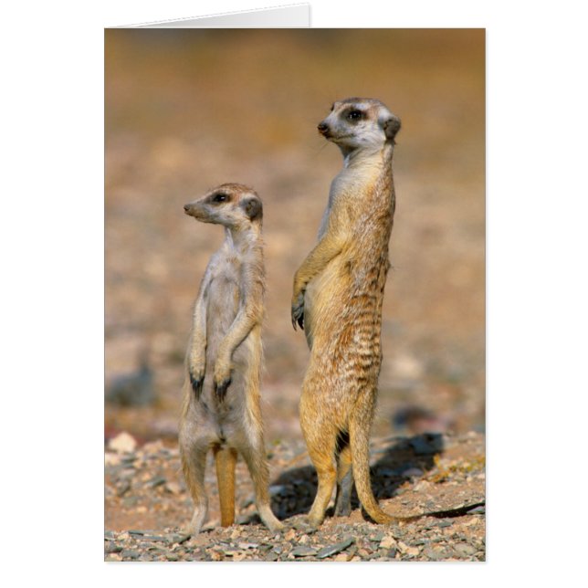 Meerkat (Suricata Suricatta) Sentinels, Karas (Vorne)