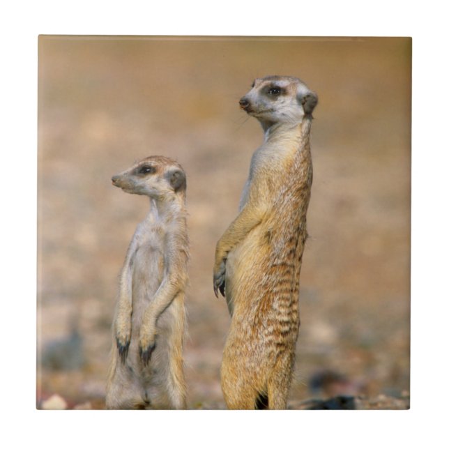 Meerkat (Suricata Suricatta) Sentinels, Karas Fliese (Vorderseite)