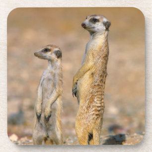 Meerkat (Suricata Suricatta) Sentinels, Karas Getränkeuntersetzer