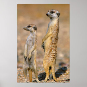 Meerkat (Suricata Suricatta) Sentinels, Karas Poster
