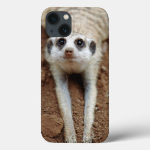 Meerkat (Suricata Suricatta) unten abkühlend Case-Mate iPhone Hülle