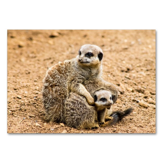 Meerkat Table Card Tischnummer (Vorderseite)