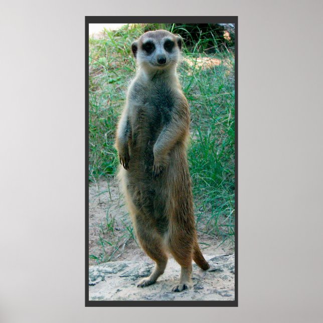 Meerkat Tall Poster (Vorne)
