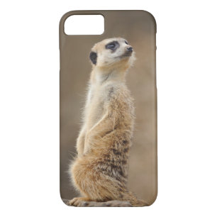 Meerkat Telefon-Kasten Case-Mate iPhone Hülle